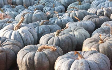 blue doll pumpkins