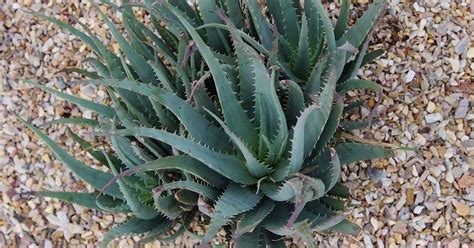 blue elf aloe care