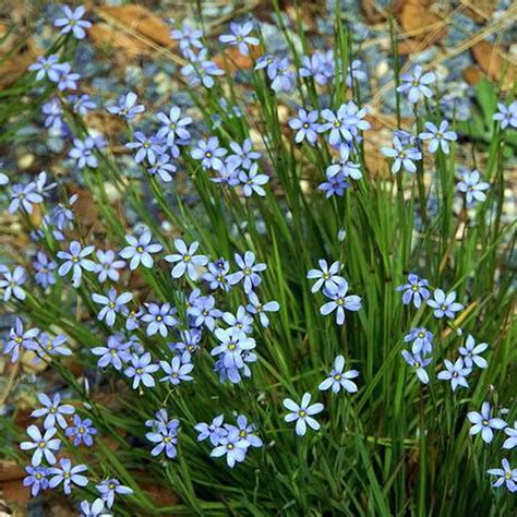 blue eyed grass companion plants