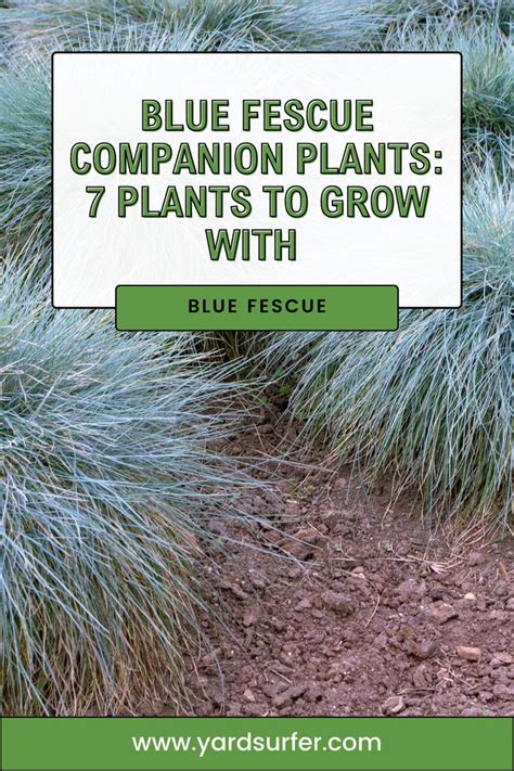 blue fescue companion plants