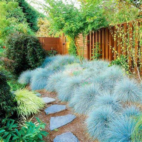 blue fescue seeds