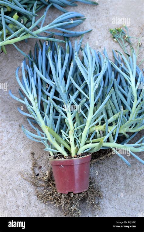 blue finger succulent
