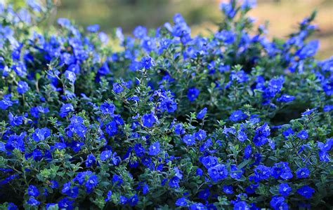 blue flower bush