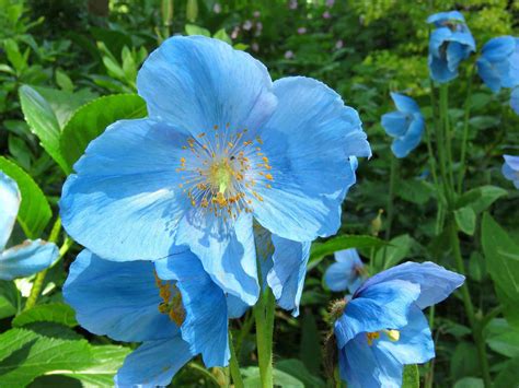 blue flowering plants