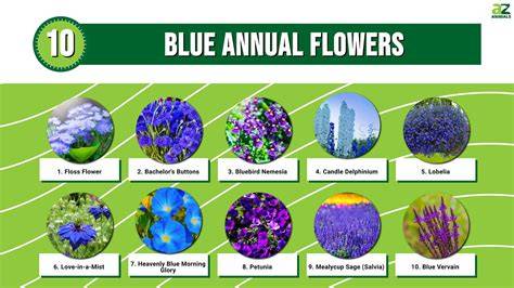 blue full sun annuals
