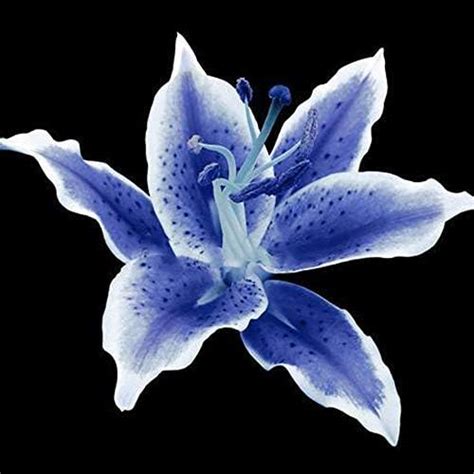 blue heart lily flower