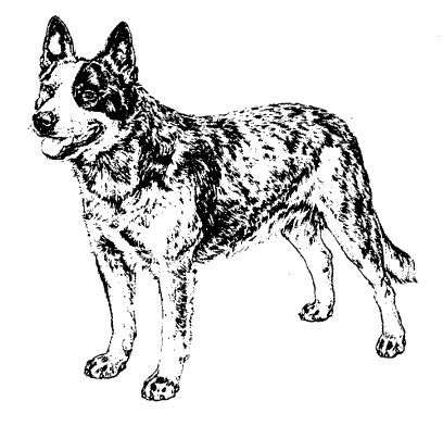 blue heeler coloring pages