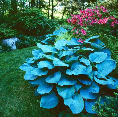 blue hosta