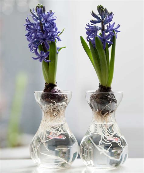 blue hyacinth bulb in water