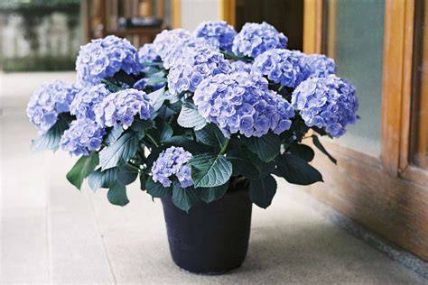 blue hydrangea care in pots