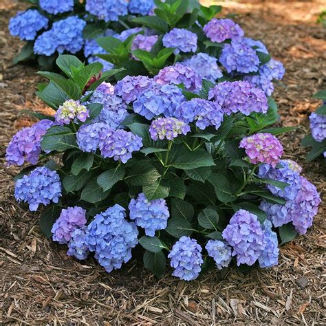 blue jangles hydrangea
