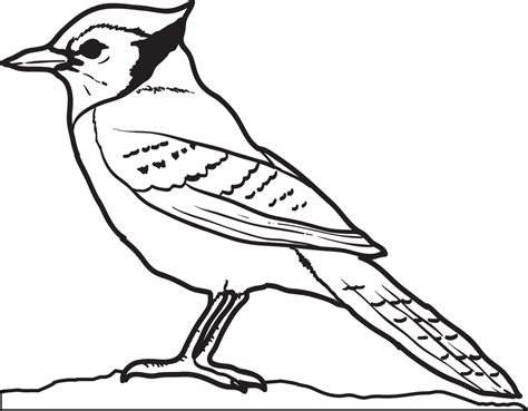 blue jay coloring page