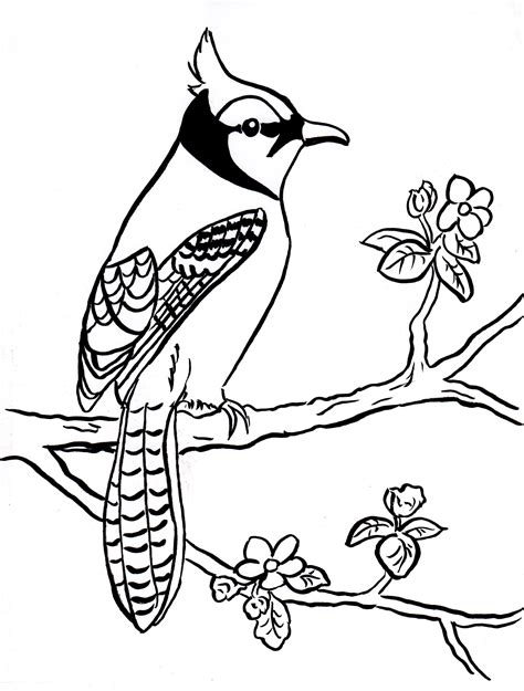 blue jay coloring pages