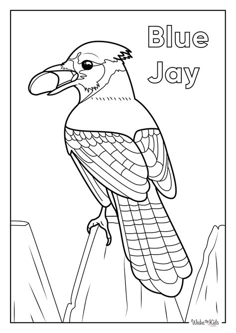 blue jay coloring pages