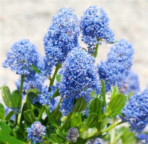 blue lilacs
