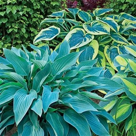 blue mixed hostas