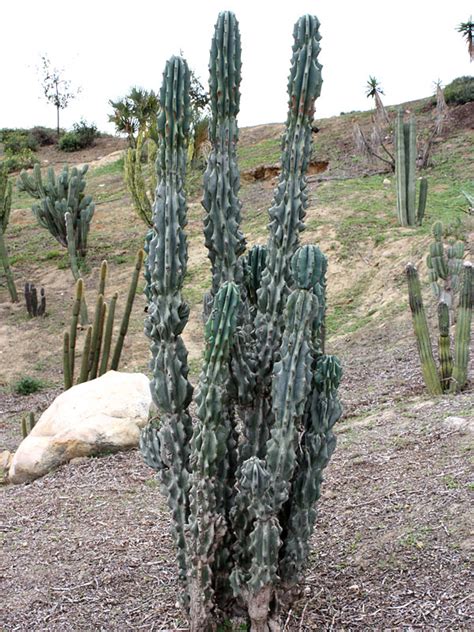 blue monstrose cactus
