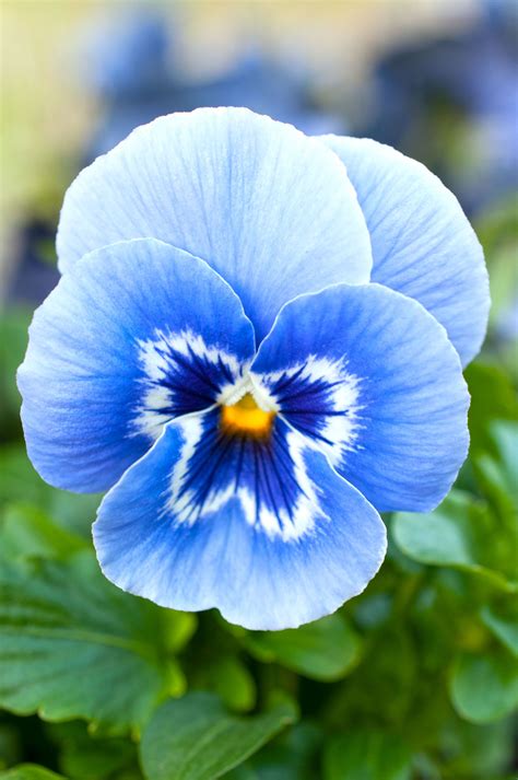 blue pansies