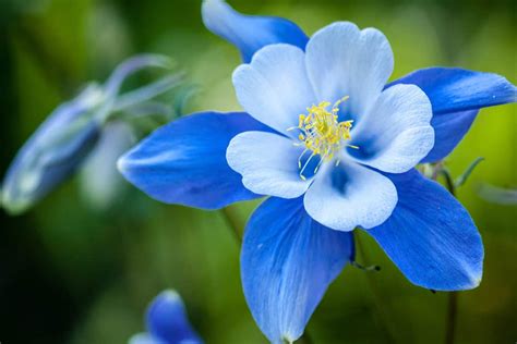blue perennial flowers
