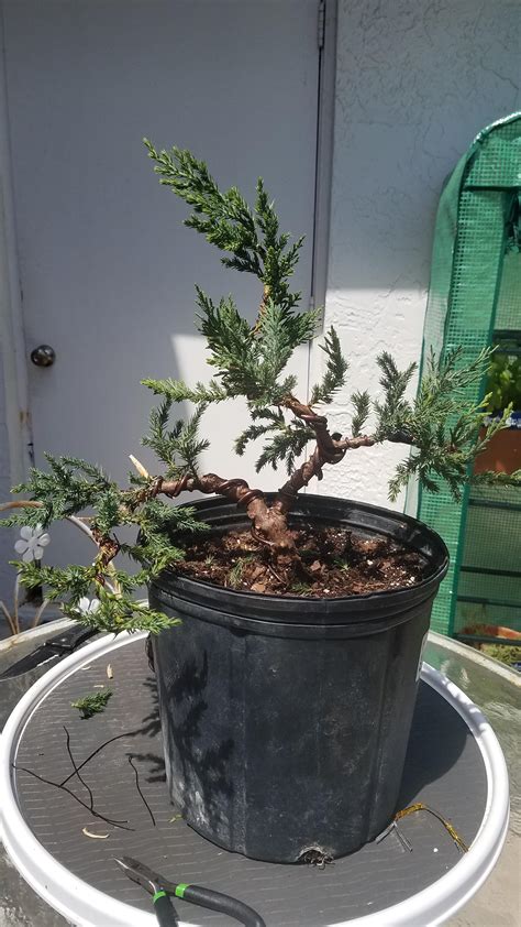 blue point juniper bonsai