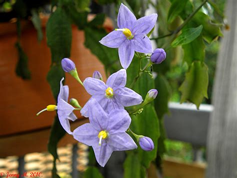 blue potato vine