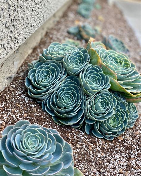 blue rose succulent