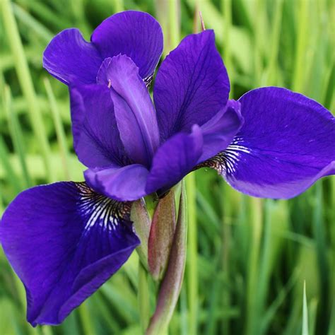 blue siberian iris