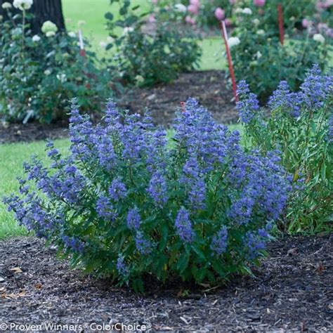 blue spirea