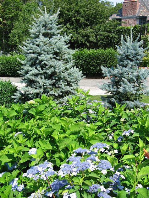 blue spruce companion plants