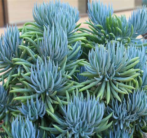 blue succulent varieties