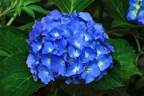 blue sunset hydrangea