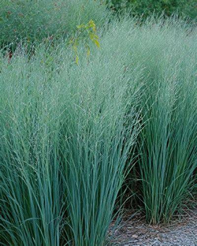 blue switch grass