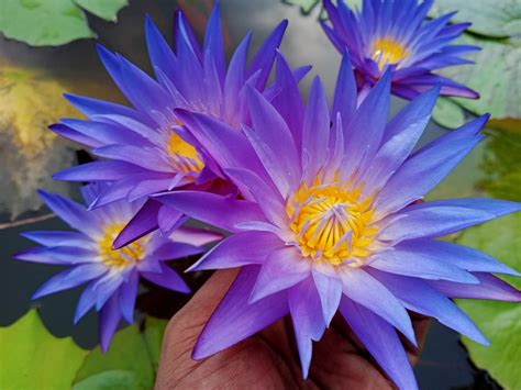 blue whistle water lily