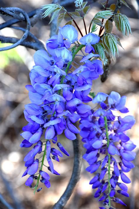 blue wisteria flowers