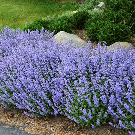 blue wonder catmint