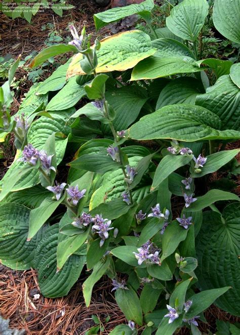 blue wonder toad lily