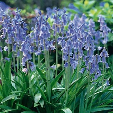 blue wood hyacinth