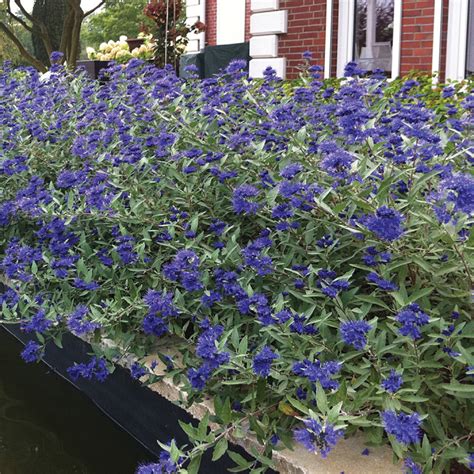 bluebeard sapphire surf