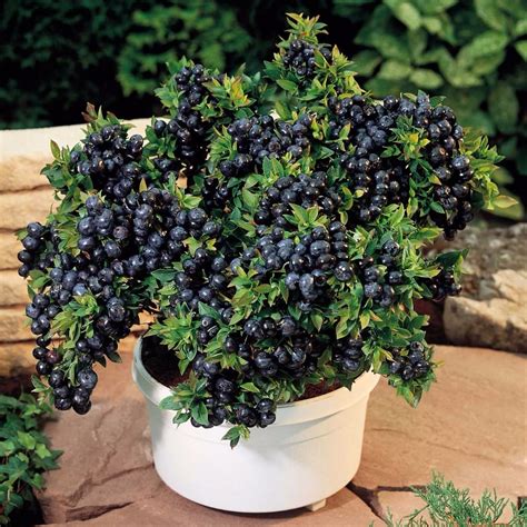 blueberry plants in pots