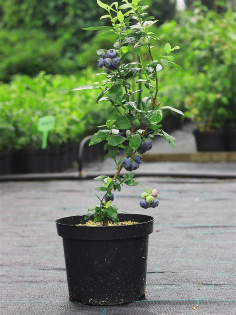 blueberry plants in pots