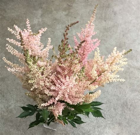 blush astilbe