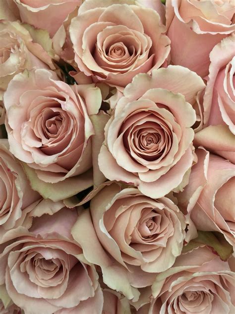 blush colored flowers