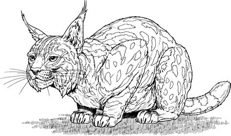 bobcat coloring pages