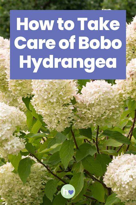 bobo hydrangea spring care