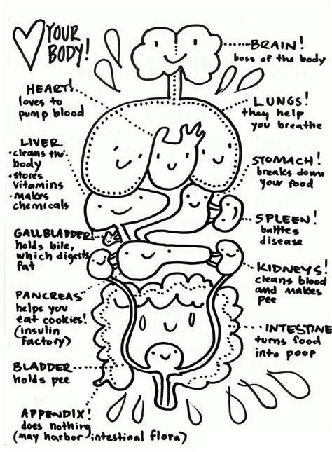 body systems coloring pages pdf