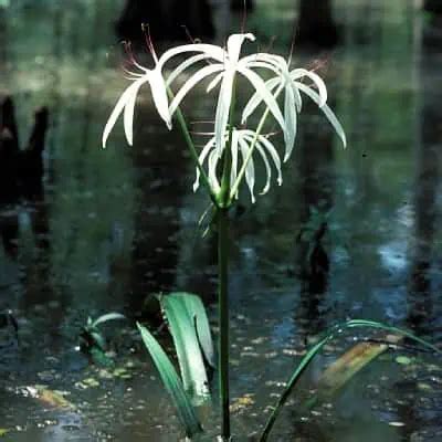 bog lily