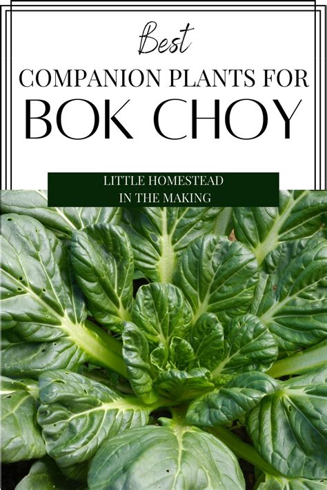 bok choy bad companion plants