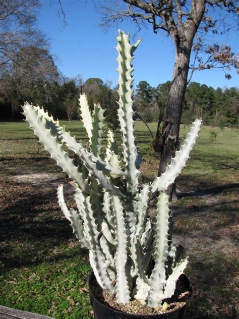 bone cactus