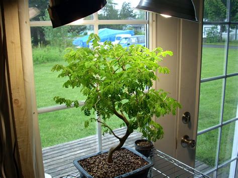 bonsai grow light