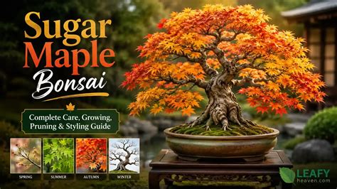 bonsai sugar maple